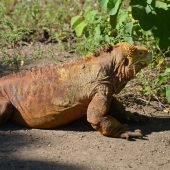  Galapagos